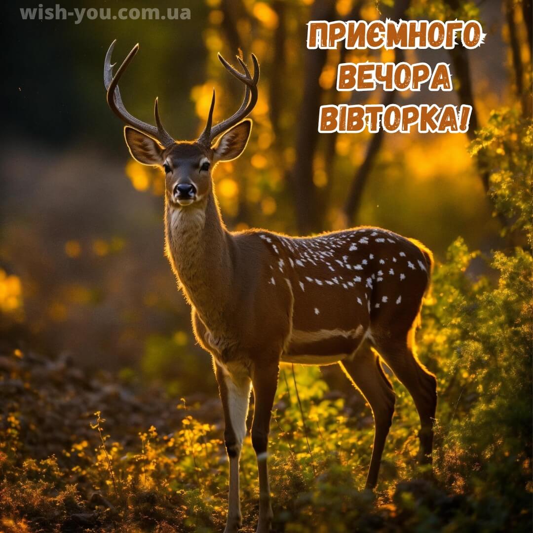 Нова листівка доброї ночі вівторка 7